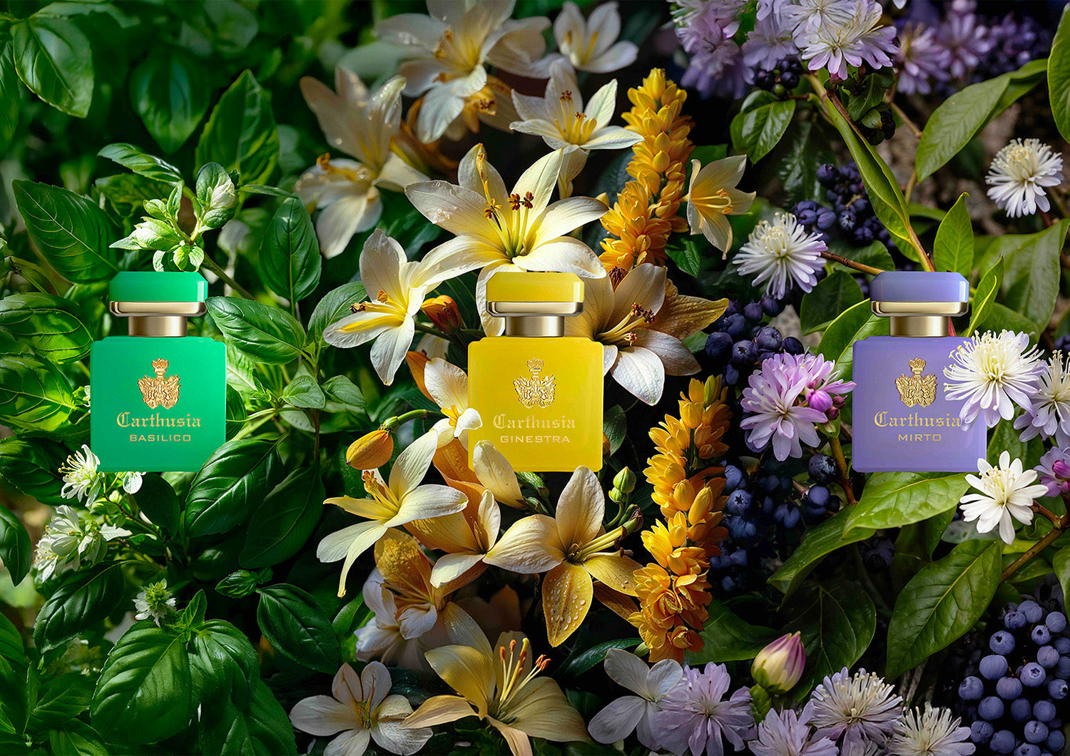 インテンソ コレクション