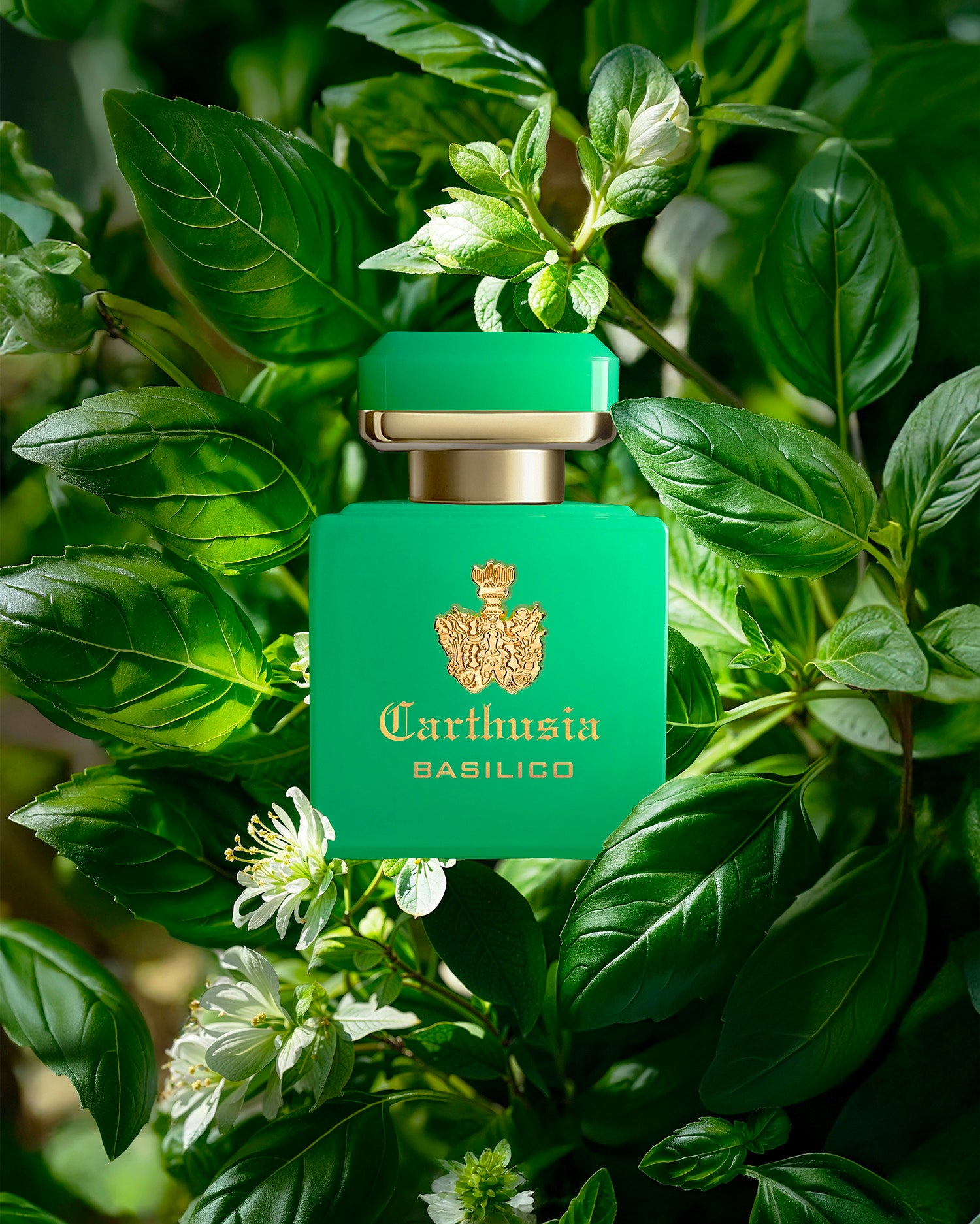 カルトゥージアオフィシャルオンラインショップ – Carthusiaオンライン